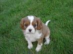 Cavalier King Charles Spaniel pups, België, Overige rassen, CDV (hondenziekte), 8 tot 15 weken