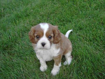 Cavalier King Charles Spaniel pups beschikbaar voor biedingen