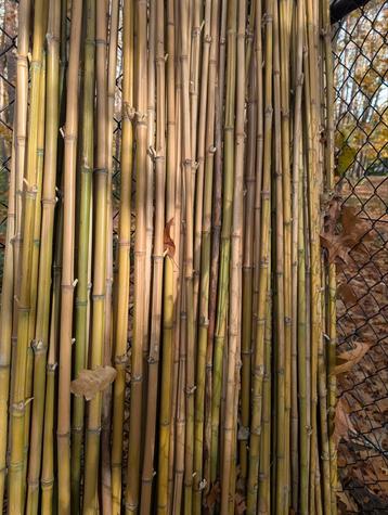 Bamboestokken 3 meter  beschikbaar voor biedingen