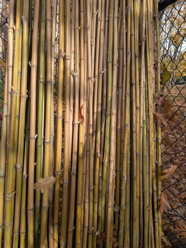 Bamboestokken 3 meter, Tuin en Terras, Kweekspullen, Zo goed als nieuw, Ophalen