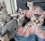 Brits korthaar tabby's met stamboom, Meerdere dieren, Gechipt, 0 tot 2 jaar