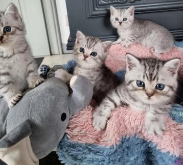 Brits korthaar tabby's met stamboom  beschikbaar voor biedingen