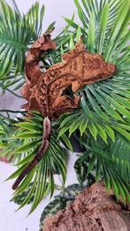 Wimpergekko vrouw, Dieren en Toebehoren