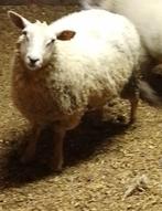 Moutons femelle pour la fête, Vrouwelijk, Schaap, 0 tot 2 jaar