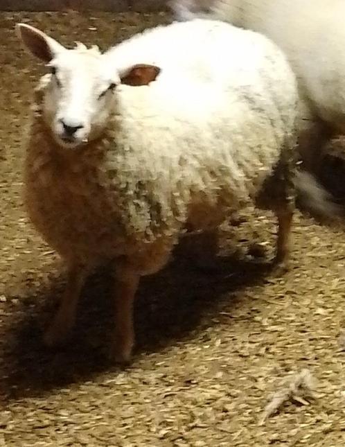 Moutons femelle pour la fête, Dieren en Toebehoren, Schapen, Geiten en Varkens, Schaap, Vrouwelijk, 0 tot 2 jaar