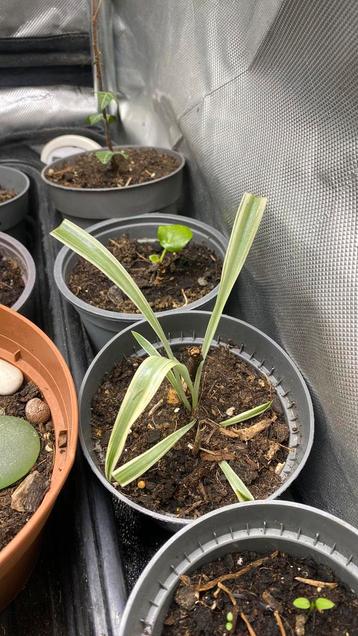 Plants araignée beschikbaar voor biedingen