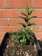 Mirte Plantjes / MiRTO BESSEN, Ophalen