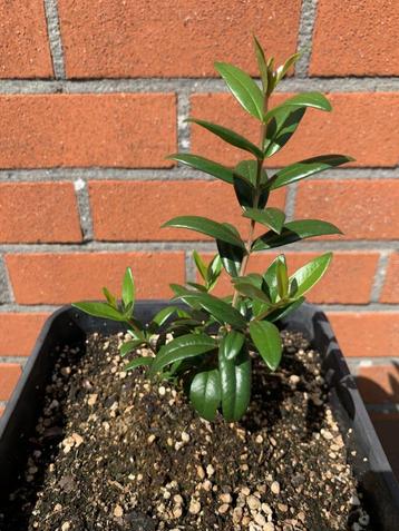Mirte Plantjes / MiRTO BESSEN beschikbaar voor biedingen