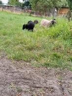 Ouessant rammetjes lammetjes ram met stamboom, Mannelijk, Schaap, 0 tot 2 jaar