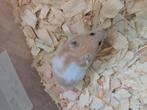 Baby hamstertjes, Dieren en Toebehoren, Knaagdieren, September, Meerdere dieren, Hamster