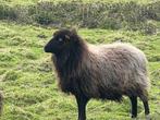 Ouessant schapen - 7 ooien, Dieren en Toebehoren, Schaap, 6 jaar of ouder, Vrouwelijk