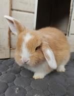 NHD rammelaar, Dieren en Toebehoren, Konijnen