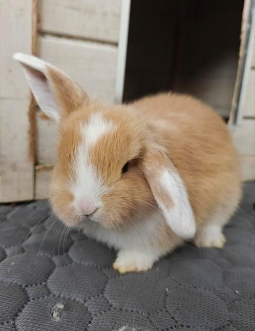 NHD rammelaar, Dieren en Toebehoren, Konijnen