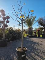 Vijgenboom - Ficus Carica "Dottato ', Tuin en Terras, Ophalen