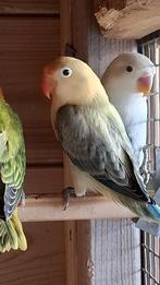 Agapornis fischeri, Vrouwelijk, Dwergpapegaai of Agapornis, Geringd