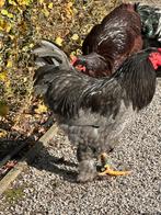 Brahma kriel haan, Dieren en Toebehoren