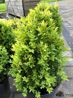 buxus, Jardin & Terrasse, Plantes | Arbustes & Haies, Moins de 100 cm, Enlèvement, Buis, Arbuste