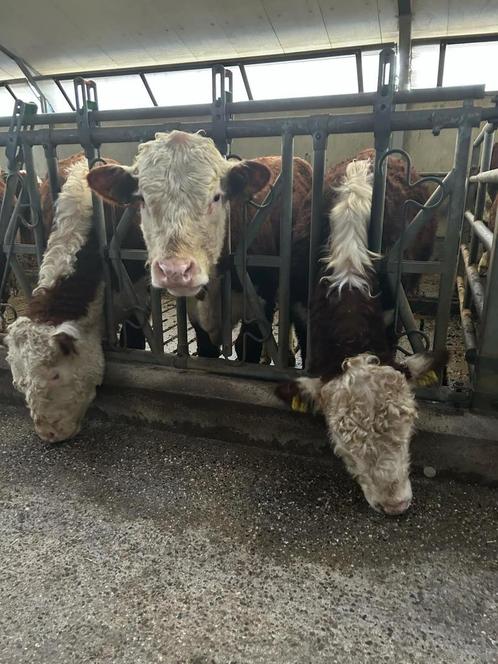 Hereford dekstieren met stamboek (registratie), Dieren en Toebehoren, Runderen, Mannelijk