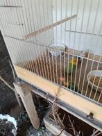 Agapornissen, Dieren en Toebehoren, Meerdere dieren, Parkiet