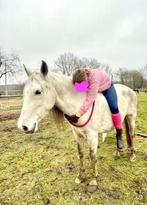 Allround merrie, Dieren en Toebehoren, Paarden, B, Dressuurpaard, 160 tot 165 cm, 11 jaar of ouder