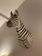 zebra kop buste (echte) taxidermie, Antiek en Kunst, Kunst | Beelden en Houtsnijwerken, Ophalen