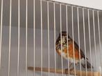 Koppel grijskaplijsters 25, Dieren en Toebehoren, Vogels | Overige Vogels, Meerdere dieren, Wildzangvogel, Geringd