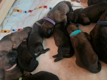 Nest Mechelse herder pups met stamboom beschikbaar voor biedingen