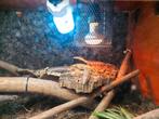 varanus glauerti, Dieren en Toebehoren, Reptielen en Amfibieën