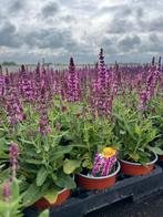 Salvia nemorosa Pink, Tuin en Terras, Ophalen, Vaste plant