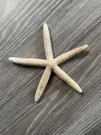 Gedroogde zeester, Verzamelen, Ophalen of Verzenden, Overige typen