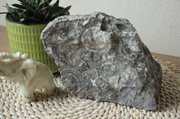 Grote steen met fossielen, Collections, Minéraux & Fossiles, Enlèvement ou Envoi