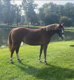 Sport grote B pony Welsh enorm getalenteerd, Dieren en Toebehoren, Merrie, Gechipt, 3 tot 6 jaar, L