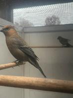 Haakbek man, Animaux & Accessoires, Oiseaux | Oiseaux Autre, Bagué