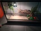 Terrarium, Animaux & Accessoires, Reptiles & Amphibiens | Accessoires, Enlèvement