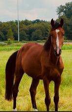 3-jarige hengst (Cilanto XC Z x Heartbreaker), Animaux & Accessoires, 160 à 165 cm, 3 à 6 ans, Vermifugé, Étalon