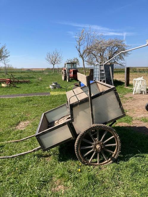 Koetsje shetland, Dieren en Toebehoren, Pony's
