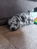 Franse Bulldog pups, Dieren en Toebehoren, België, CDV (hondenziekte), 8 tot 15 weken, Meerdere