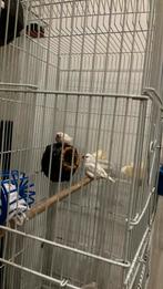 Koppel ziebravink met kooi