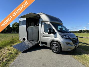 Fiat Ducato 2-paards paardenvrachtwagen B-rijbewijs NIEUW Au, Nieuw, Overige typen