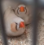 zebravinken, Dieren en Toebehoren, Meerdere dieren, Tropenvogel, Geringd
