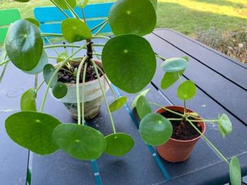 allerlei kamerplantjes  beschikbaar voor biedingen