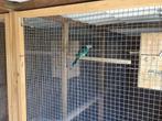 Barnard pop, Dieren en Toebehoren, Vogels | Parkieten en Papegaaien