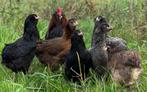 Poules pondeuses Araucana et Cream Legbar âgées de 6 mois