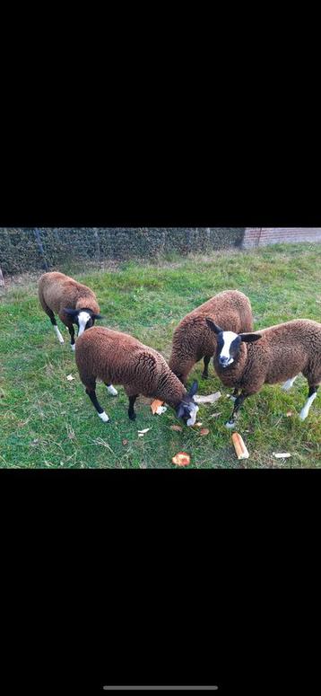 Zwartbles lammeren, Mâle, Mouton, 0 à 2 ans