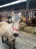 Palomino pony welsh te koop, Dieren en Toebehoren, Merrie, Zadelmak, C pony (1.27m tot 1.37m), Gechipt