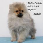 Prachtige mannelijke Dwergkeeshond pup te koop, Dieren en Toebehoren, Honden | Poolhonden, Keeshonden en Oertypen, Keeshond, 15 weken tot 1 jaar