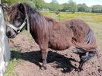 Shetland pony, Ontwormd