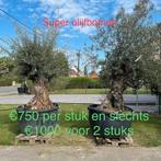 Mega olijfbomen aan spotprijzen nog 4 stuks!, Tuin en Terras, Planten | Bomen, Ophalen of Verzenden