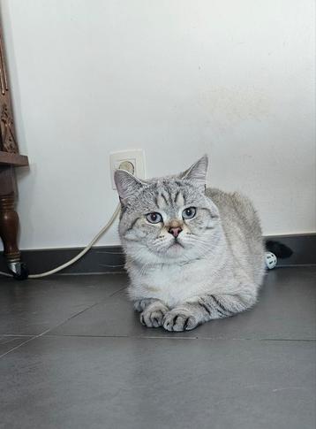 Britse korthaar, Dieren en Toebehoren, Katten en Kittens | Dekkaters, 0 tot 2 jaar