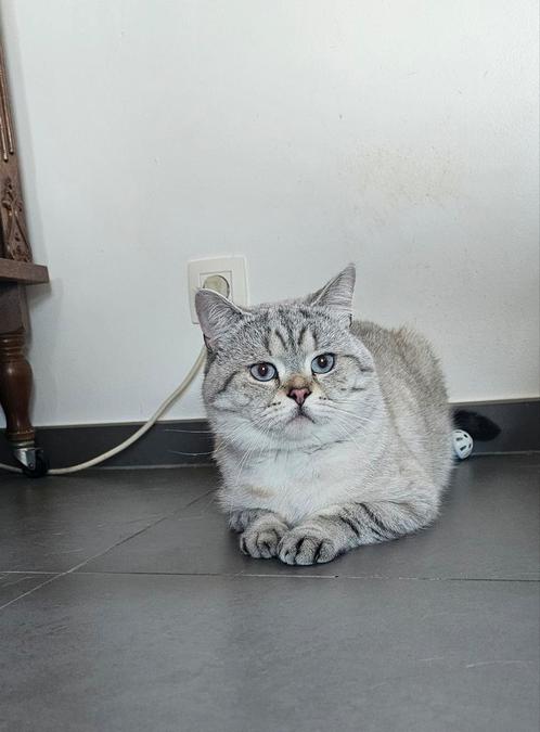 Britse korthaar, Dieren en Toebehoren, Katten en Kittens | Dekkaters, 0 tot 2 jaar